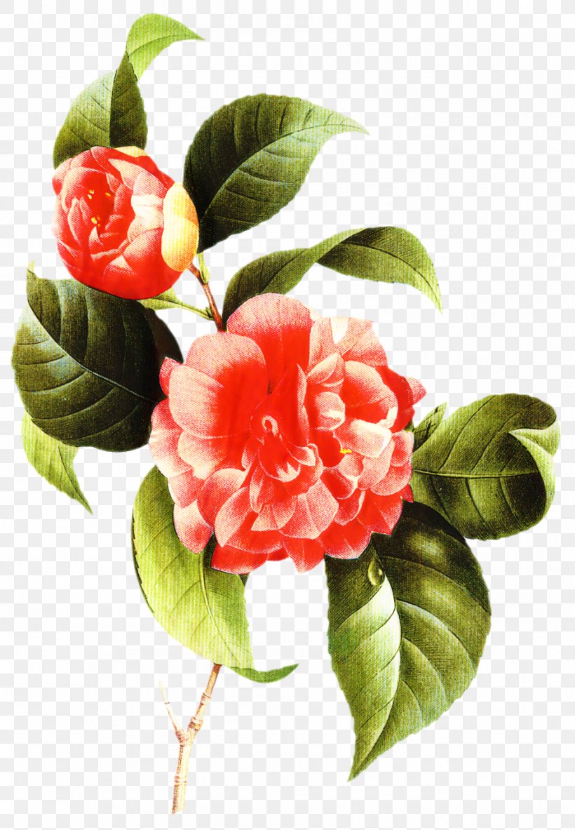 Pink Flower Cartoon, PNG, 944x1363px, Japanese Camellia, Amarna, Artificial Flower, Branch, Camellia Download Free