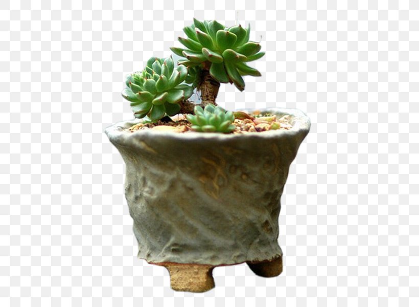 Succulent Plant Flowerpot Jade Plant Cactaceae Bonsai, PNG, 600x600px, Succulent Plant, Bonsai, Cactaceae, Cactus, Caudex Download Free