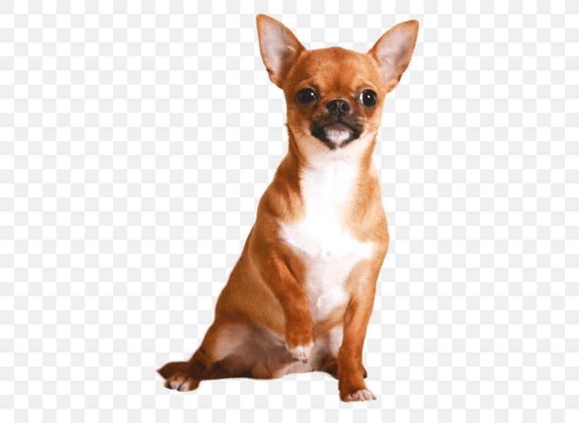 Chihuahua Russkiy Toy Puppy Dog Breed Companion Dog, PNG, 600x600px, Chihuahua, Breed, Carnivoran, Coat, Companion Dog Download Free