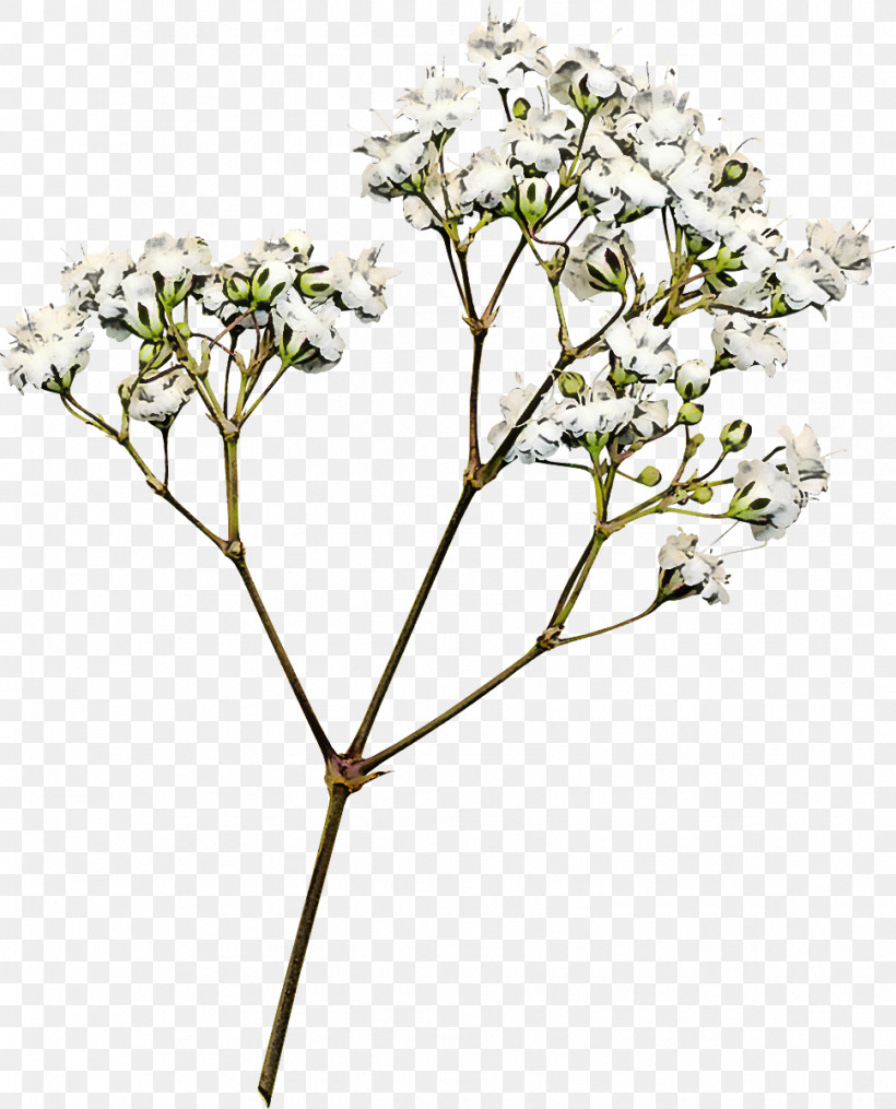 Flower Plant Tree Cow Parsley Heracleum (plant), PNG, 969x1200px, Flower, Branch, Cow Parsley, Flowering Dogwood, Heracleum Plant Download Free