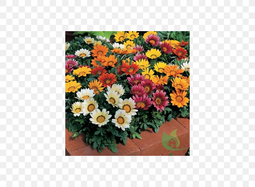 Gazania Rigens Flower Seed Annual Plant Common Daisy, PNG, 600x600px, Gazania Rigens, Annual Plant, Chrysanths, Common Daisy, Cut Flowers Download Free
