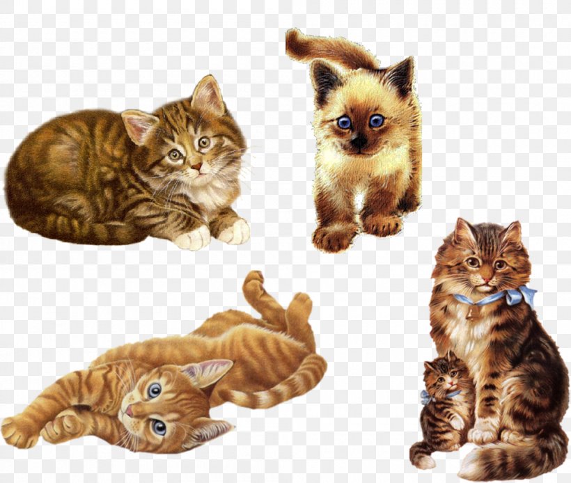 Kitten Domestic Short-haired Cat Whiskers, PNG, 1000x847px, Kitten, Albom, Animal, Black Cat, Carnivoran Download Free