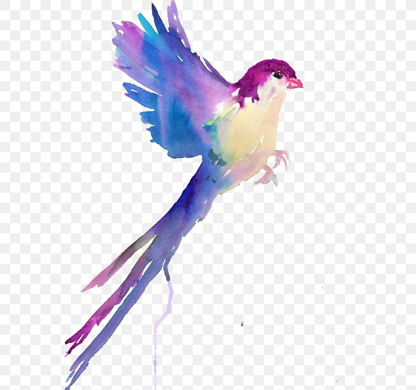 Bird Watercolor Painting Drawing Sketch, PNG, 564x769px, Bird, Art, Art Museum, Beak, Bird Flight Download Free