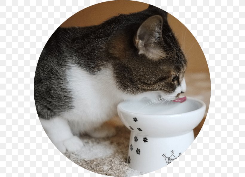 Cat Food Dog Bowl Kitten, PNG, 593x593px, Cat Food, Bowl, Cat, Cat Anatomy, Cat Like Mammal Download Free