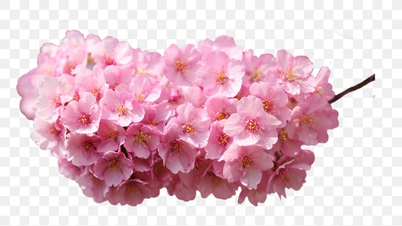 Desktop Wallpaper High-definition Television Rose Flower Download, PNG, 800x461px, Highdefinition Television, Blossom, Cherry Blossom, Cut Flowers, Desktop Computers Download Free
