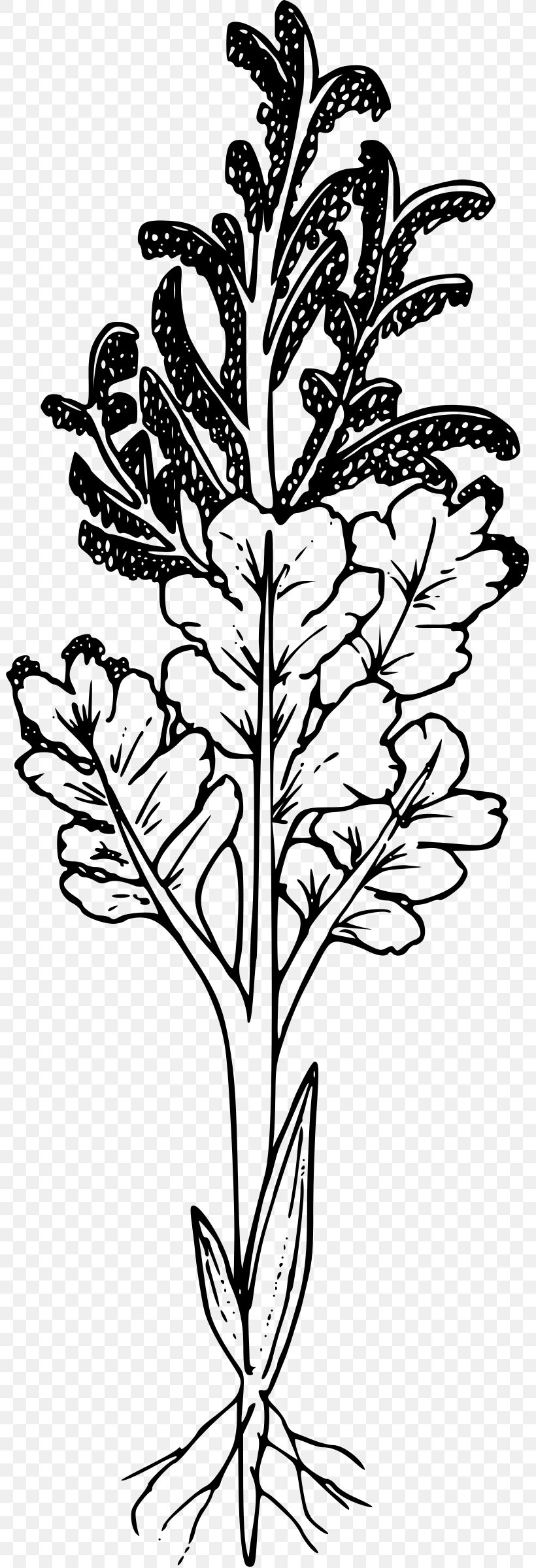 Clip Art, PNG, 801x2400px, Wildflower, Black And White, Branch, Commodity, Drawing Download Free
