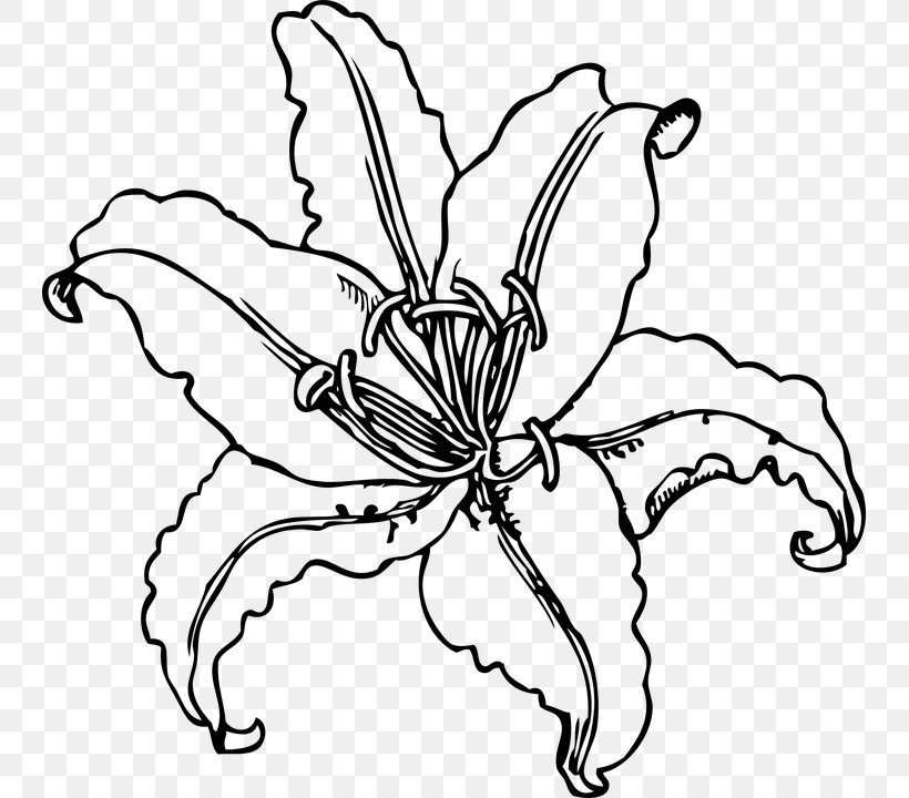 Drawing Line Art Clip Art, PNG, 743x720px, Drawing, Artwork, Black And White, Flora, Flower Download Free