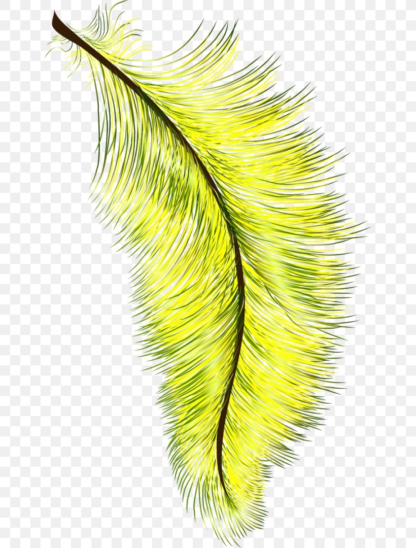 Feather Bird Eyelash Drawing Yellow, PNG, 644x1080px, Feather, Aile, Bird, Botany, Color Download Free