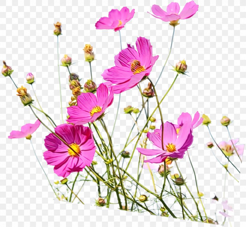 Flower Flowering Plant Plant Cut Flowers Garden Cosmos, PNG, 1227x1135px, Watercolor, Cosmos, Cut Flowers, Daisy Family, Flower Download Free