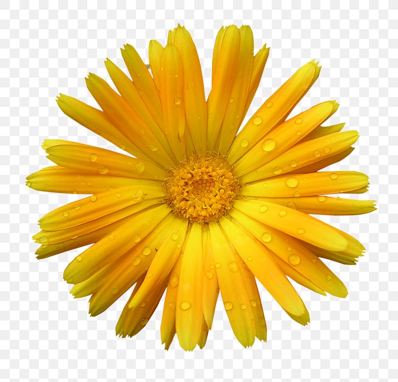 Forgiveness Stock Photography Intimate Relationship, PNG, 800x787px, Forgiveness, Annual Plant, Calendula, Child, Chrysanths Download Free