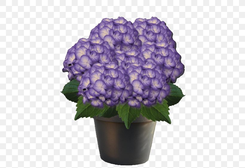 French Hydrangea Plant Violet Pink Cut Flowers, PNG, 563x563px, French Hydrangea, Annual Plant, Blue, Cornales, Cut Flowers Download Free