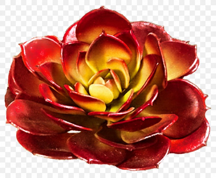 Garden Roses Succulent Plant Cut Flowers, PNG, 982x814px, Rose, Cut Flowers, Deviantart, Floristry, Flower Download Free