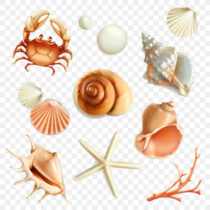 Mollusc Shell Royalty-free Seashell Illustration, PNG, 1024x1024px, Mollusc Shell, Banco De Imagens, Conch, Conchology, Drawing Download Free