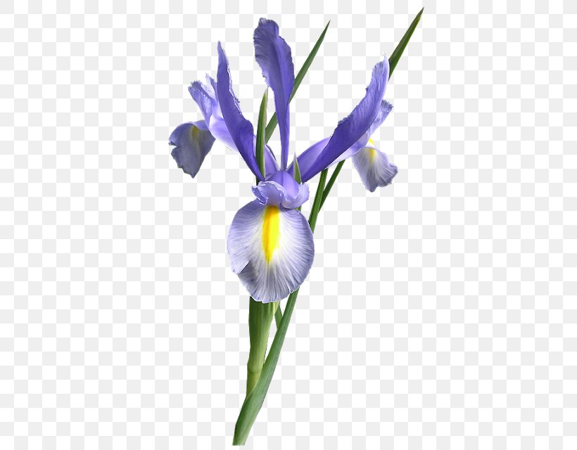 Orris Root Northern Blue Flag Iris Flower Purple, PNG, 411x640px, Orris Root, Blue, Bud, Color, Cut Flowers Download Free