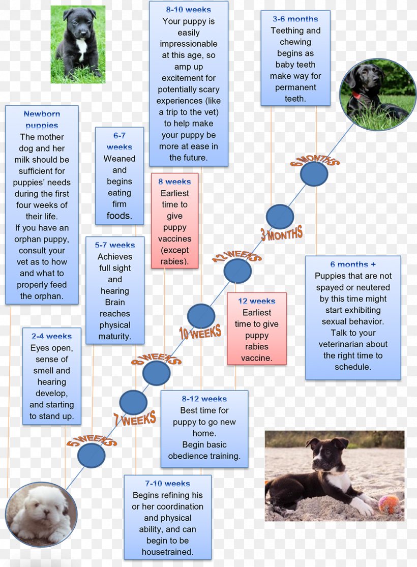 Puppy Golden Retriever Yorkshire Terrier Birth Of Puppies Cesar's Way, PNG, 1000x1360px, Puppy, Advertising, Birth, Brochure, Child Development Stages Download Free