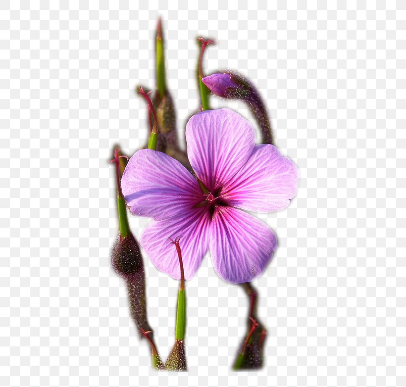 Purple Petal, PNG, 800x782px, Purple, Flower, Flowering Plant, Petal, Plant Download Free