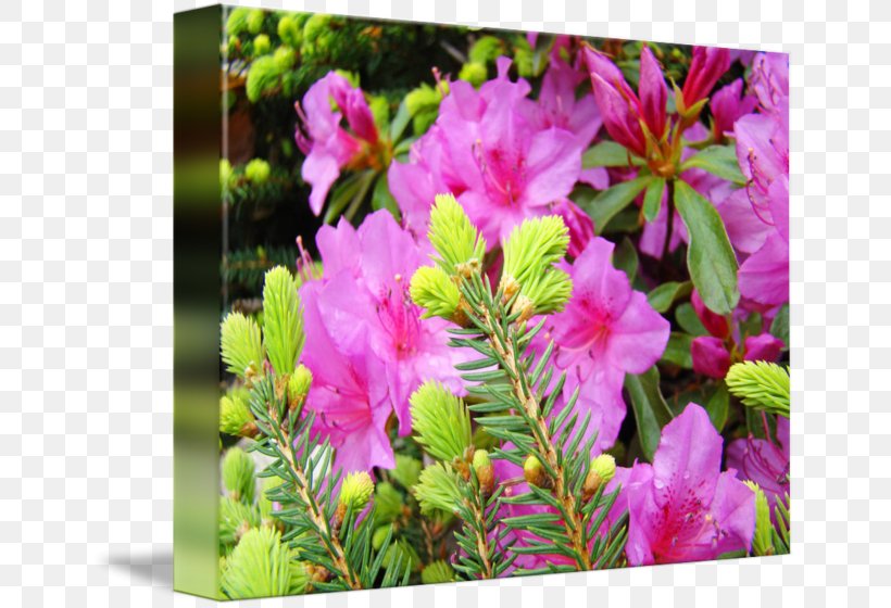 Azalea Pink M Annual Plant, PNG, 650x560px, Azalea, Annual Plant