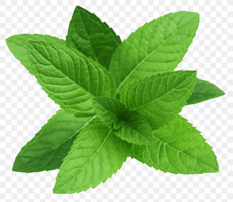 Peppermint Spearmint Mentha Canadensis Water Mint, PNG, 1277x1106px, Peppermint, Herb, Leaf, Lip Balm, Maghrebi Mint Tea Download Free