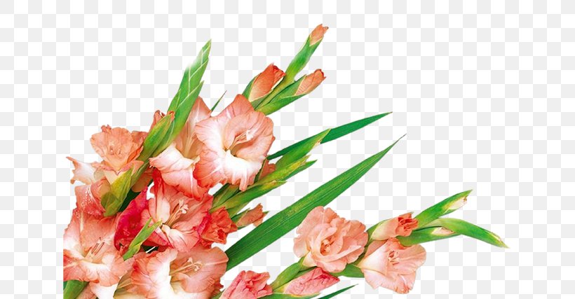 Clip Art, PNG, 640x427px, Floral Design, Computer Program, Cut Flowers, Floristry, Flower Download Free