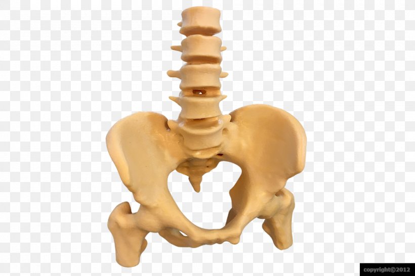 Coccyx Liquid Crystal Human Skeleton Joint 3D Printing, PNG, 1000x667px, 3d Printing, Coccyx, Anatomy, Brass, Crystal Download Free