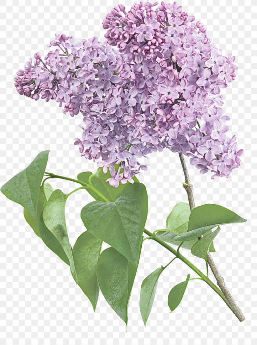 Flower Flowering Plant Lilac Plant Lilac, PNG, 1191x1600px, Flower, Buddleia, Cut Flowers, Flowering Plant, Hydrangea Download Free