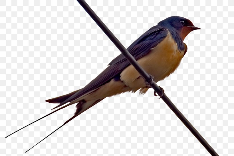 Barn Swallow Bird Insectivore Clip Art, PNG, 800x546px, Barn Swallow, Animation, Beak, Bird, Digital Image Download Free