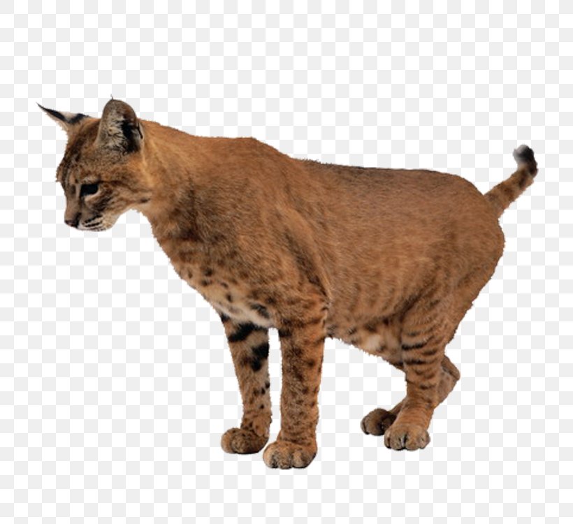 Lion Leopard Tiger Lynx Cat, PNG, 750x750px, Lion, Animal, Bobcat, Carnivoran, Cat Download Free