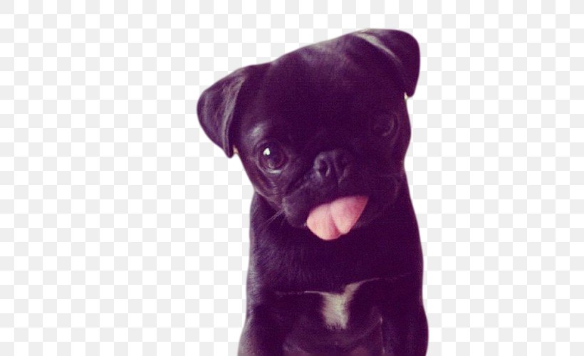 Pug Puppy French Bulldog Boxer, PNG, 500x500px, Pug, Animal, Boxer, Bulldog, Carnivoran Download Free