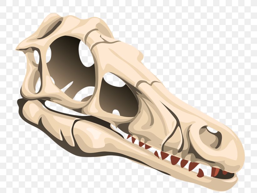 Triceratops Skull Euclidean Vector, PNG, 800x617px, Triceratops, Animal,  Bone, Dinosaur, Horn Download Free