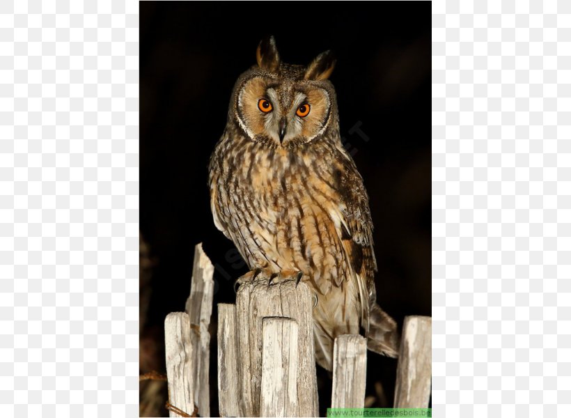 Long-eared Owl Bird Tawny Owl Eurasian Eagle-owl, PNG, 600x600px, Longeared Owl, Asio, Beak, Bird, Bird Of Prey Download Free