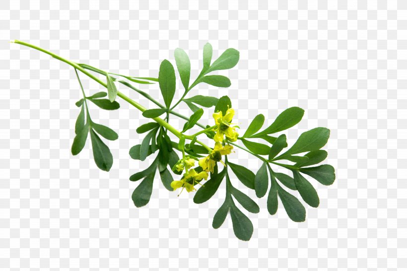 Medicinal Plants Rue Leaf Branch, PNG, 5616x3744px, Plant, Bay Laurel, Branch, Herb, Herbalism Download Free