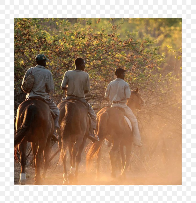 Stallion Mustang Mare Ranch Ecoregion, PNG, 700x850px, Stallion, Adventure, Bridle, Ecoregion, Ecosystem Download Free