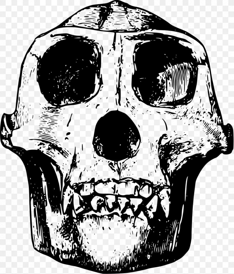 Western Gorilla Skull Orangutan Clip Art, PNG, 852x1000px, Western Gorilla, Black And White, Bone, Drawing, Fictional Character Download Free