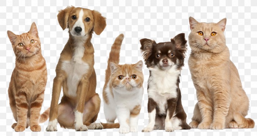 Cat Food Dog Pet Driggs Veterinary Clinic, PNG, 1200x636px, Cat, Ancient Dog Breeds, Canidae, Carnivore, Cat Food Download Free