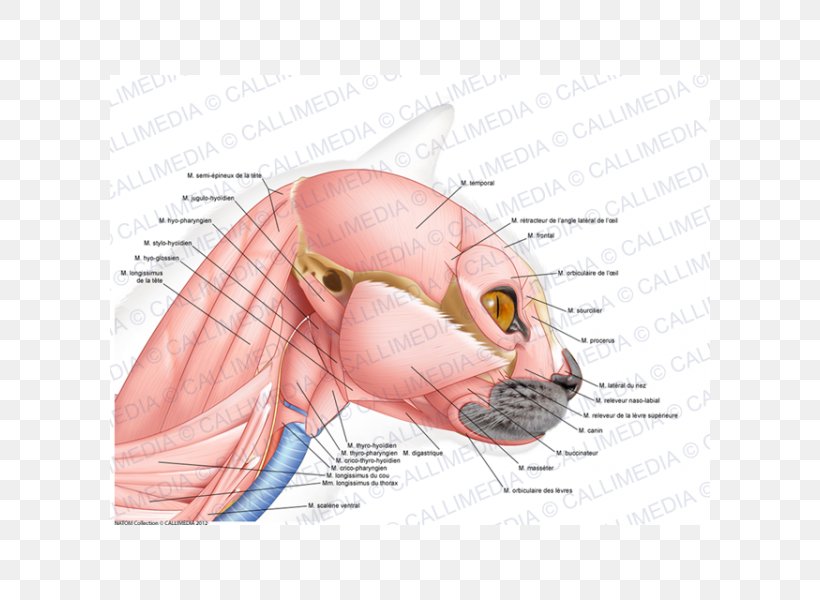 Ear Cat Ischiocavernosus Muscle Anatomy, PNG, 600x600px, Watercolor, Cartoon, Flower, Frame, Heart Download Free