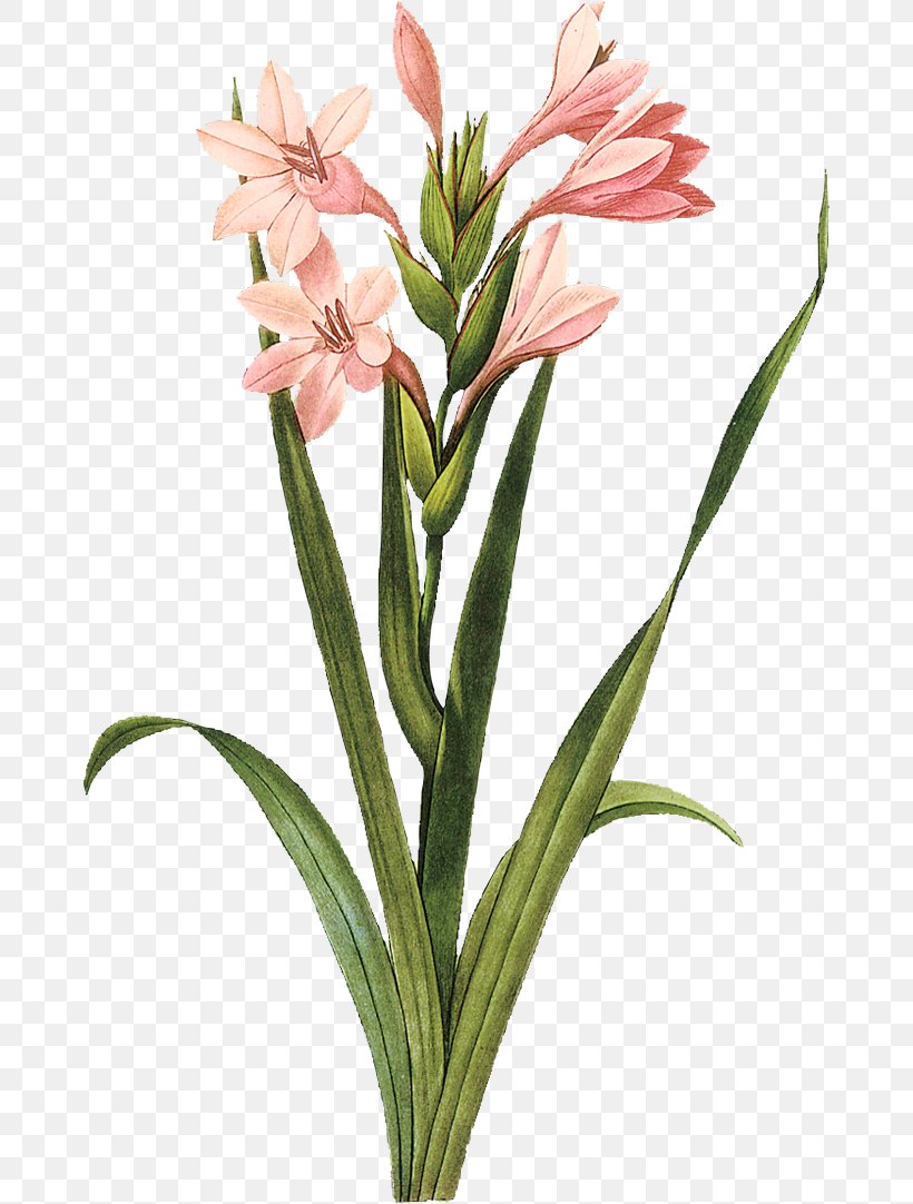 Gladiolus Botanical Illustration Botany Art, PNG, 670x1082px, Gladiolus, Amaryllis Belladonna, Amaryllis Family, Art, Botanical Illustration Download Free
