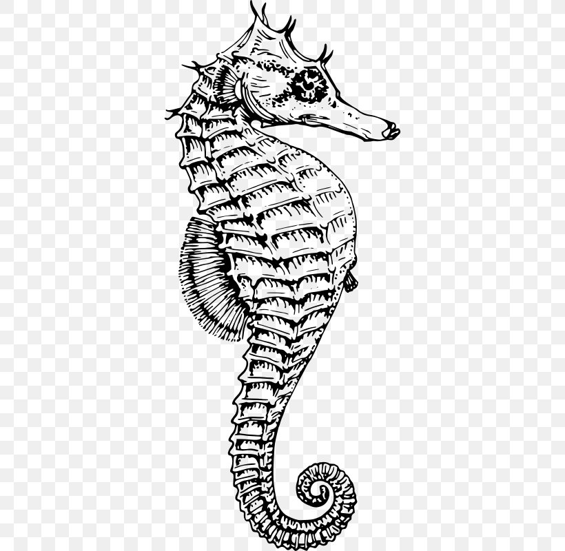White's Seahorse Drawing Dwarf Seahorse Clip Art, PNG, 344x800px, Watercolor, Cartoon, Flower, Frame, Heart Download Free