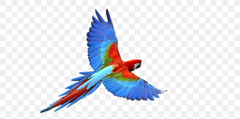 Budgerigar Bird Fly: Parrot Clip Art, PNG, 650x406px, Budgerigar, Animal, Beak, Bird, Common Pet Parakeet Download Free