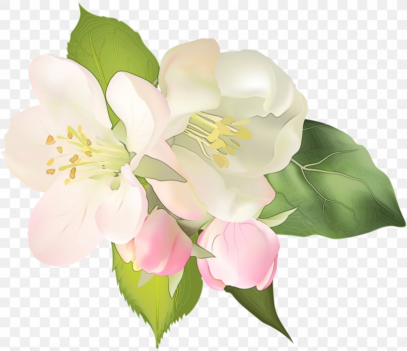 Flower Flowering Plant Petal Plant White, PNG, 3000x2591px, Watercolor, Blossom, Branch, Flower, Flowering Plant Download Free