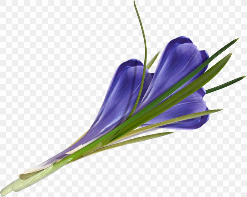 Saffron Autumn Crocus Image Clip Art, PNG, 1056x844px, Watercolor, Cartoon, Flower, Frame, Heart Download Free