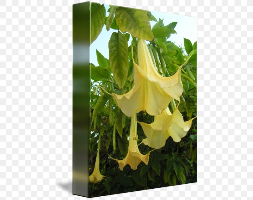 Daturas Yellow Elder Angel's Trumpets Forest Gardening, PNG, 468x650px, Daturas, Arabian Jasmine, Bonsai, Botanical Garden, Datura Download Free