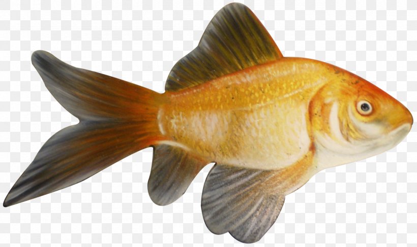 Goldfish Feeder Fish Animal, PNG, 1280x761px, Goldfish, Animal, Animal Figure, Bony Fish, Fauna Download Free