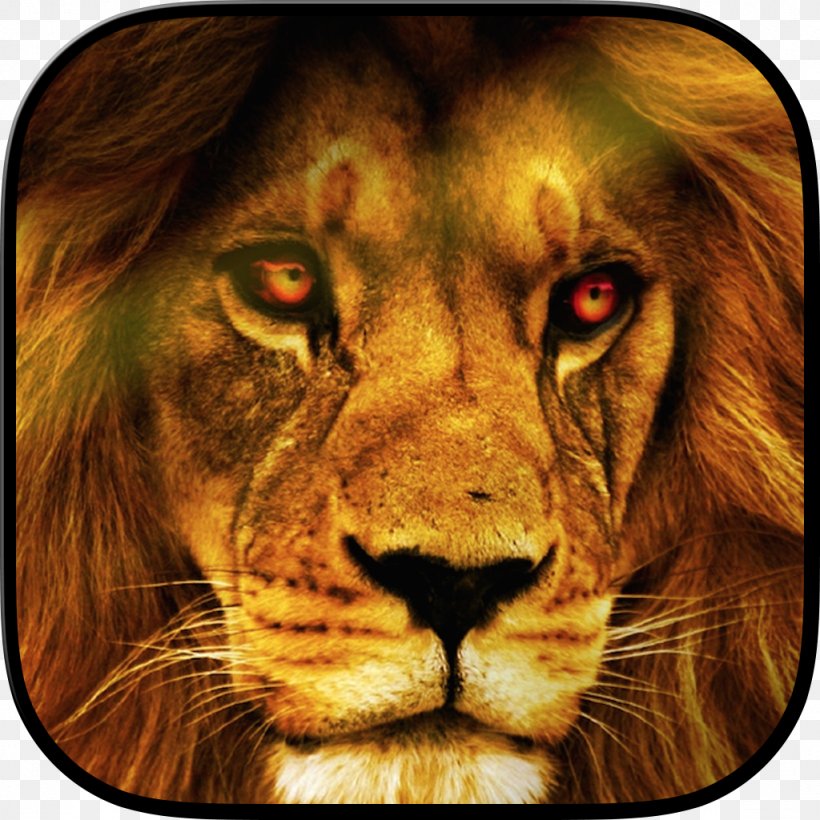 Lion Desktop Wallpaper Wildlife YouTube, PNG, 1024x1024px, Lion, Africanamerican Art, Animal, Animal Planet, Art Download Free
