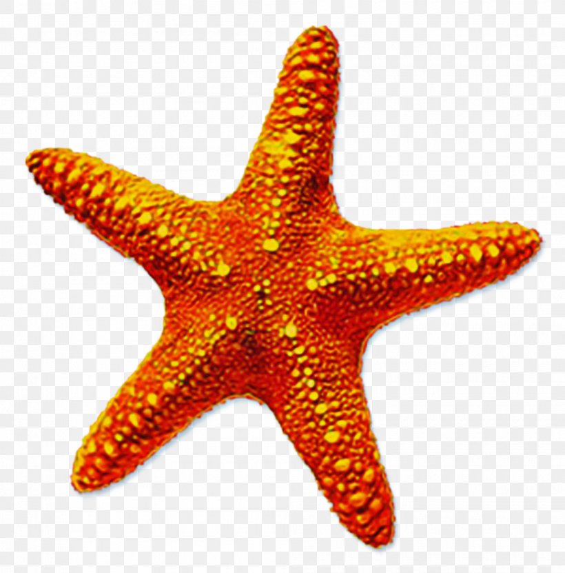 Star Drawing, PNG, 1990x2019px, Starfish, Drawing, Orange, Painting, Star Download Free