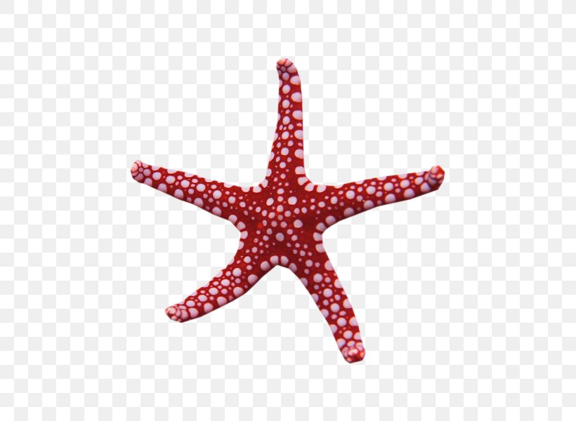 Starfish My Name Is Rapunzel Adobe Photoshop Waking Storms, PNG, 600x600px, Starfish, Book, Echinoderm, Image Resolution, Invertebrate Download Free