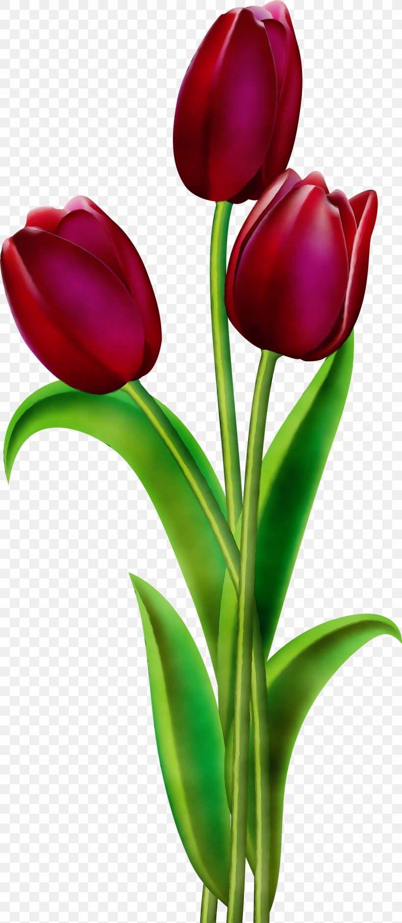 Tulip Petal Flower Tulipa Humilis Red, PNG, 1306x3000px, Watercolor, Cut Flowers, Flower, Flowering Plant, Paint Download Free