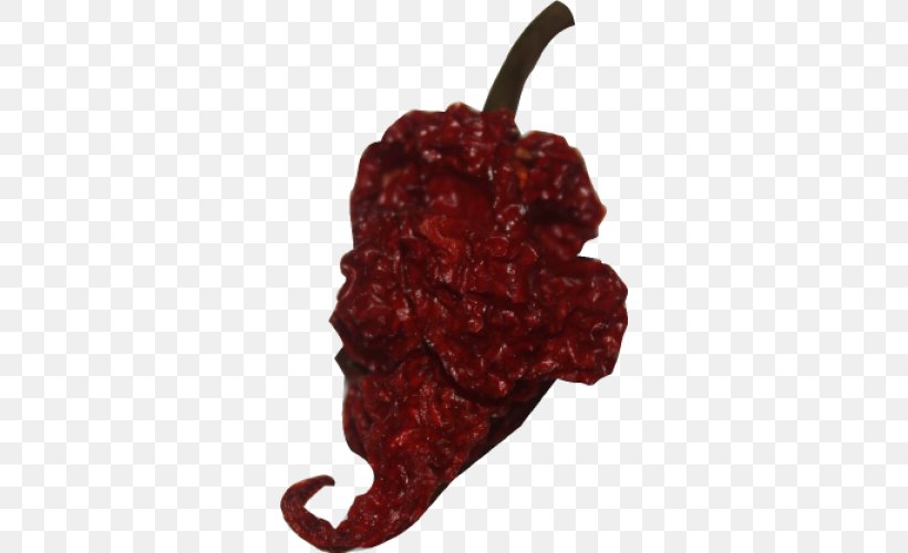 Chili Pepper Trinidad Moruga Scorpion Capsicum Annuum Trinidad Scorpion Butch T Pepper, PNG, 500x500px, Chili Pepper, Bell Peppers And Chili Peppers, Bhut Jolokia, Capsicum, Capsicum Annuum Download Free