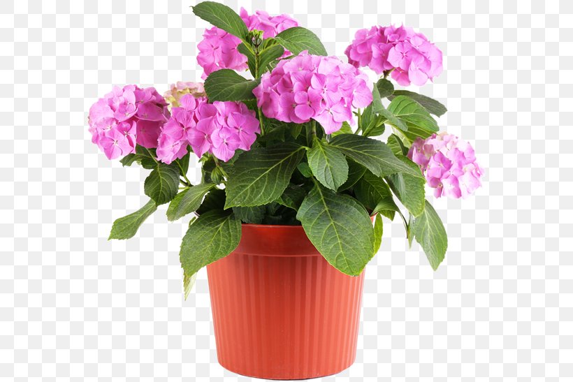 Flowerpot Garden Vase Landscaping Ceramic, PNG, 571x547px, Flowerpot, Agriculture, Annual Plant, Building, Busy Lizzie Download Free