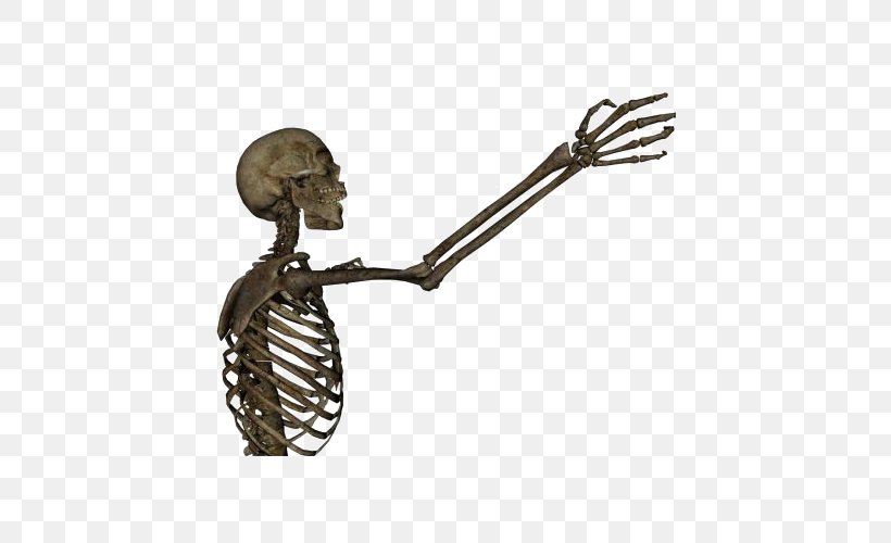 Human Skeleton Arm Bone Clip Art, PNG, 600x500px, Human Skeleton, Anatomy, Arm, Bone, Clavicle Download Free