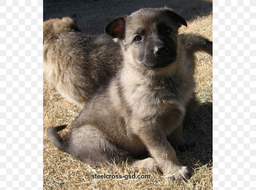 Norwegian Elkhound Rare Breed (dog) Dog Breed Sporting Group Snout, PNG, 609x609px, Norwegian Elkhound, Breed, Carnivoran, Dog, Dog Breed Download Free